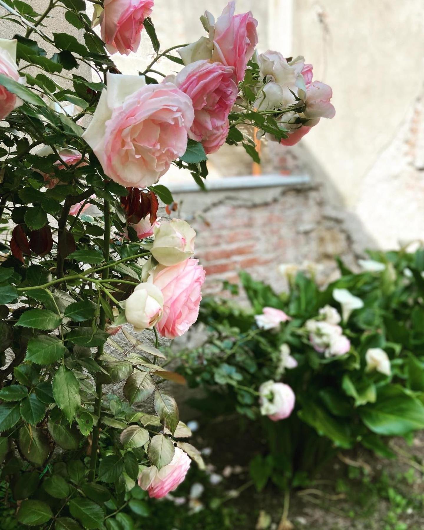 Victoria House B&B Pisa Dış mekan fotoğraf